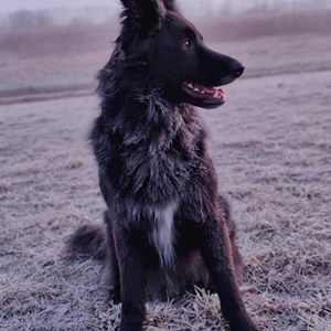 Kutyanapközi kutya -ban Dunakeszi kisállatszitting kérés