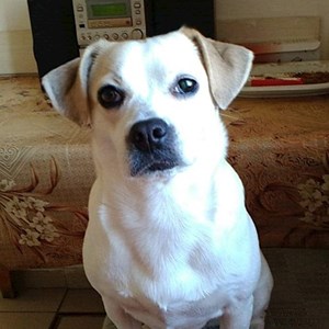 Szittelés a gazdinál kutya -ban Pécs kisállatszitting kérés