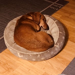 Sétáltatások kutya -ban Budapest kisállatszitting kérés