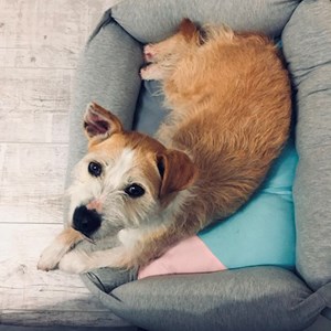 One visit dog in Budapest pet sitting request