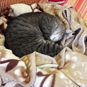 Egy látogatás cica -ban Szombathely kisállatszitting kérés