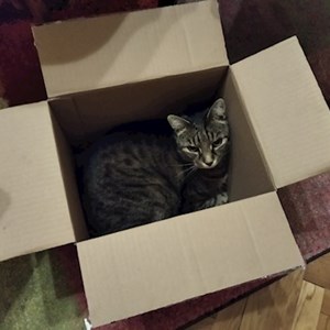 One visit cat in Szombathely pet sitting request