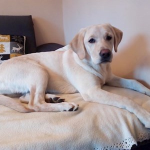 Pet Day Care dog in Keszthely pet sitting request