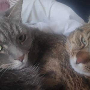 Szittelés a gazdinál cicák -ban Érd kisállatszitting kérés