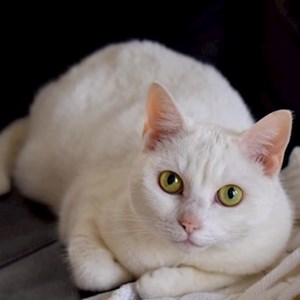 Sitting at owner cat in Budapest pet sitting request
