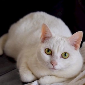 Szittelés a gazdinál cica -ban Budapest kisállatszitting kérés