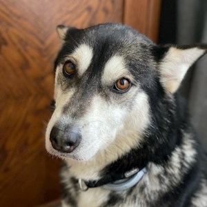 Boarding dog in Budapest pet sitting request