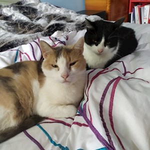 Egy látogatás cicák -ban Budapest kisállatszitting kérés