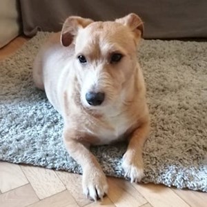 Boarding dog in Budapest pet sitting request