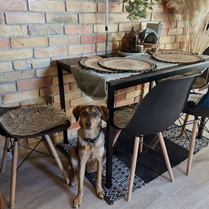 Szállás kutya -ban Budapest kisállatszitting kérés