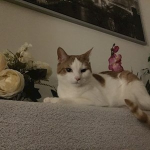 One visit cat in Budapest pet sitting request