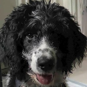 Kutyanapközi kutya -ban Vonyarcvashegy kisállatszitting kérés