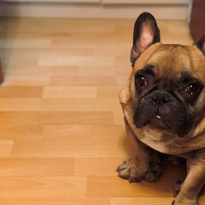 Szállás kutya -ban Budapest kisállatszitting kérés
