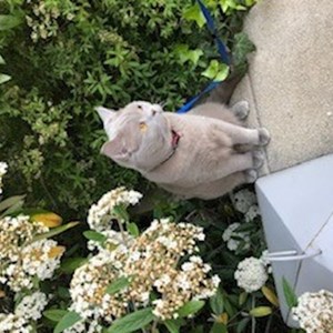 Sitting at owner cat in Budapest pet sitting request
