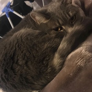 Egy látogatás cica -ban Budapest kisállatszitting kérés