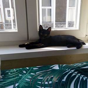 Egy látogatás cica -ban Budapest kisállatszitting kérés