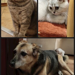 Visits cats, dog in Pécs pet sitting request
