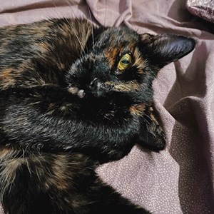 Boarding cat in Budapest pet sitting request