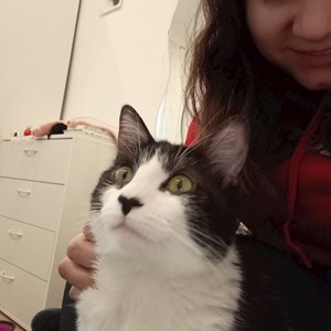 One visit cat in Pécs pet sitting request