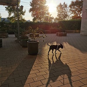 Boarding ]]] [[[in Budapest pet sitting request