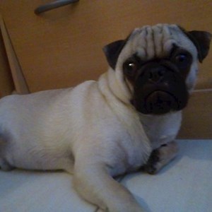 Boarding ]]] [[[in Budapest pet sitting request