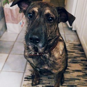 Boarding dog in Budapest pet sitting request