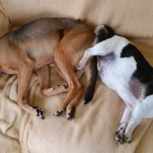 Sitting at owner dogs in Babócsa pet sitting request