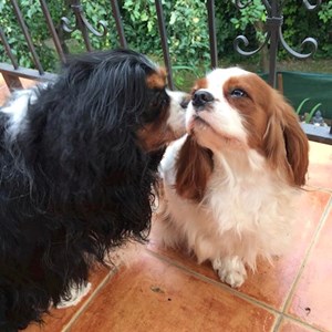Látogatások kutyák -ban Érd kisállatszitting kérés