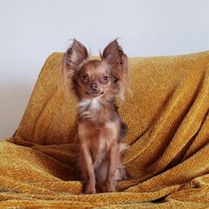 Boarding dog in Budapest pet sitting request