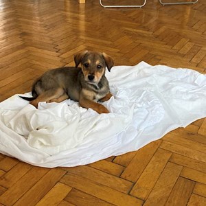 Sitting at owner dog in Budapest pet sitting request