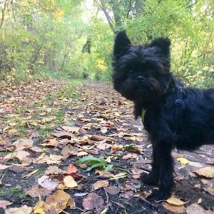 Pet Day Care dog in Budapest pet sitting request