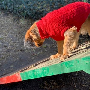 Szittelés a gazdinál kutya -ban Budapest kisállatszitting kérés