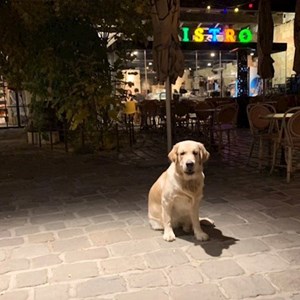 Walks dog in Budapest pet sitting request