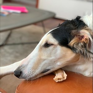 Training dog in Budapest pet sitting request
