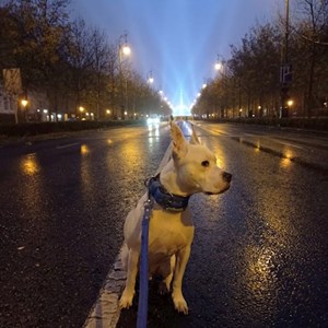 Szittelés a gazdinál kutya -ban Budapest kisállatszitting kérés