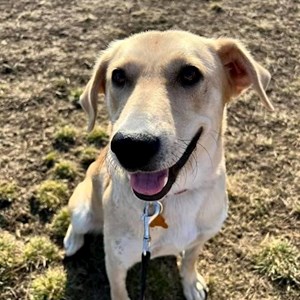 Dog Walking dog in Budapest pet sitting request