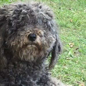 Sitting at owner dog in Budapest pet sitting request