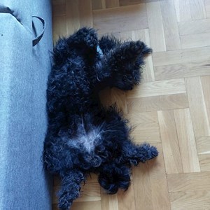 Szállás kutya -ban Budapest kisállatszitting kérés