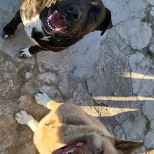 Szittelés a gazdinál kutyák -ban Alsónémedi kisállatszitting kérés
