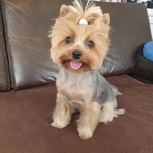 Boarding dog in Budapest pet sitting request
