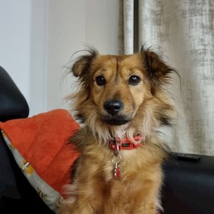 Szállás kutya -ban Vecsés/Budapest kisállatszitting kérés