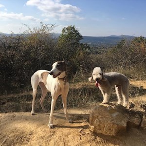 Dog Walking dogs in Budapest pet sitting request