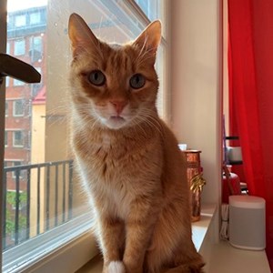 Szittelés a gazdinál cica -ban Budapest kisállatszitting kérés