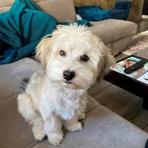 Boarding dog in Budapest pet sitting request