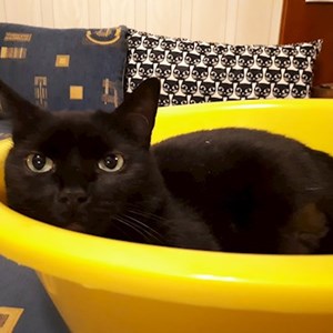 Szittelés a gazdinál cica -ban Budapest kisállatszitting kérés