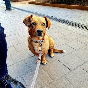 Szállás kutya -ban Budapest kisállatszitting kérés