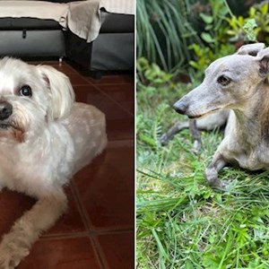 Sétáltatások kutyák -ban Budapest kisállatszitting kérés
