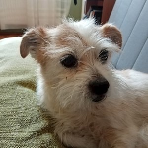 Walks dog in Budapest pet sitting request