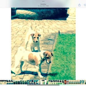 Szállás kutyák -ban Budapest kisállatszitting kérés