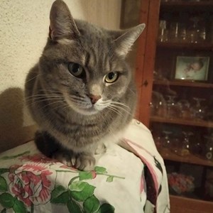 One visit cat in Budapest pet sitting request